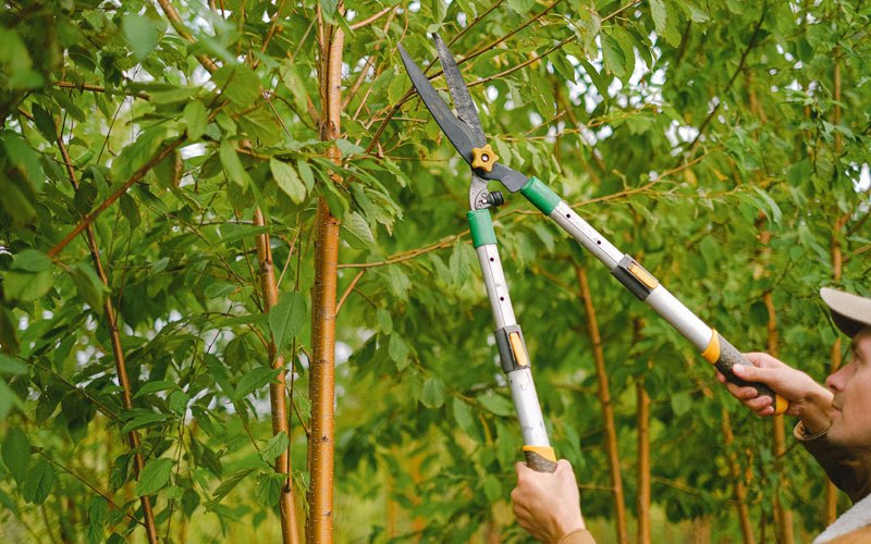 Tree trimming in New Sharon, IA