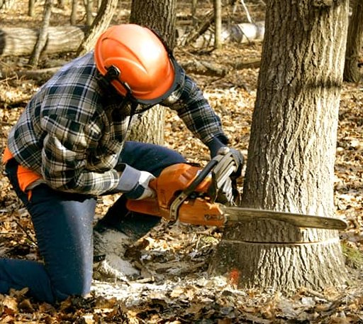 Tree Removal in New Sharon, IA